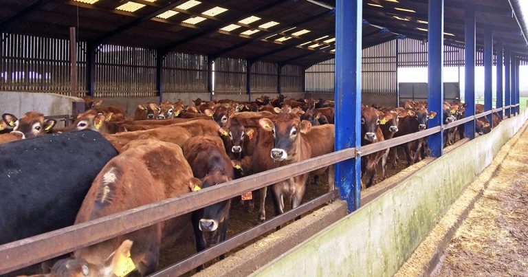 Age at first calving: impact on future of dairy herd