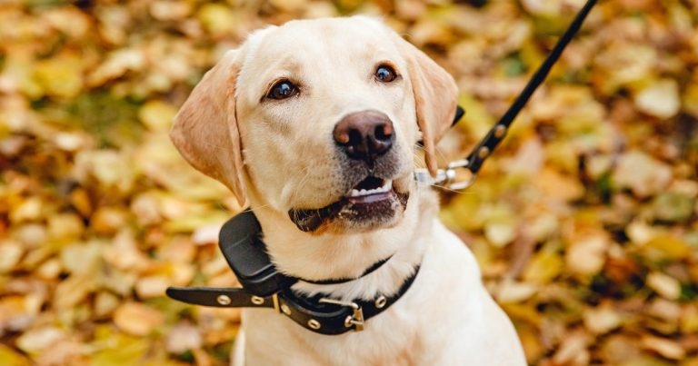 Charities urge electronic collar sale ban, as usage axe welcomed