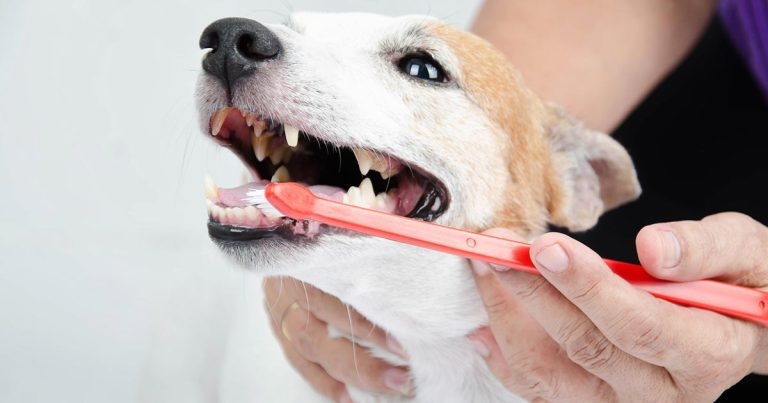 Mars Petcare launches periodontal disease risk assessment tool