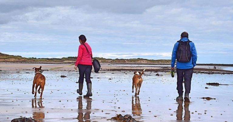 Vets asked for help following sudden spike in cases of mystery dog illness 