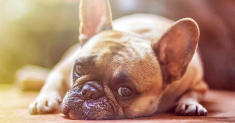 Brachycephalic breeding ethics and genetics: are they all bad?