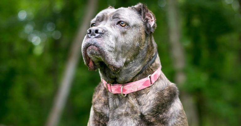 BVA urges action ahead of parliamentary debate on ear cropping