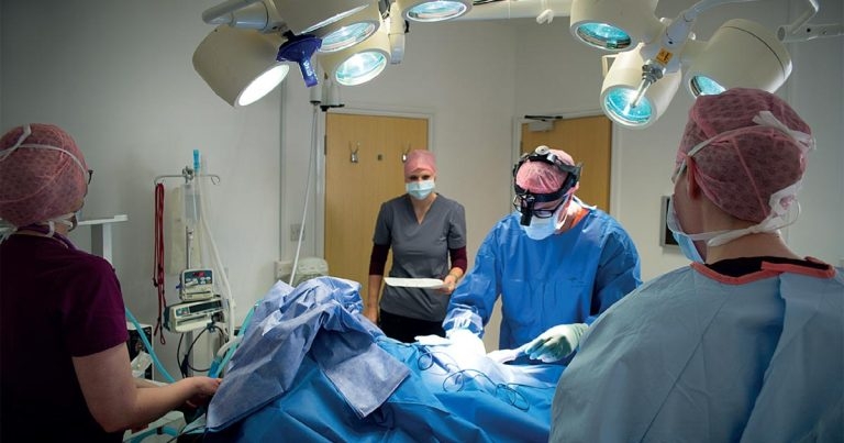 Practice Profile: East of England Veterinary Specialists
