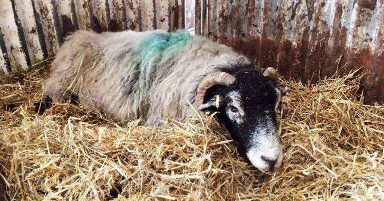 Ketosis in sheep: causes, clinical signs and prevention in ewes