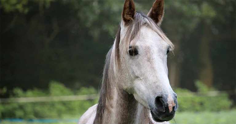 Owners urged to update details on central equine database