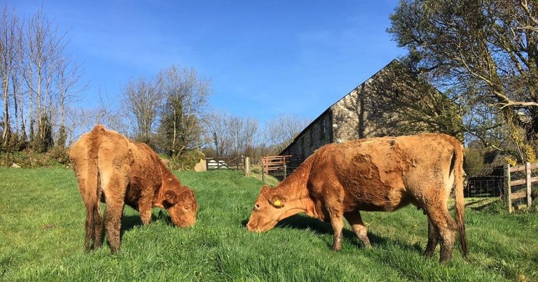 Industry challenges: non-stun slaughter, retention and snow