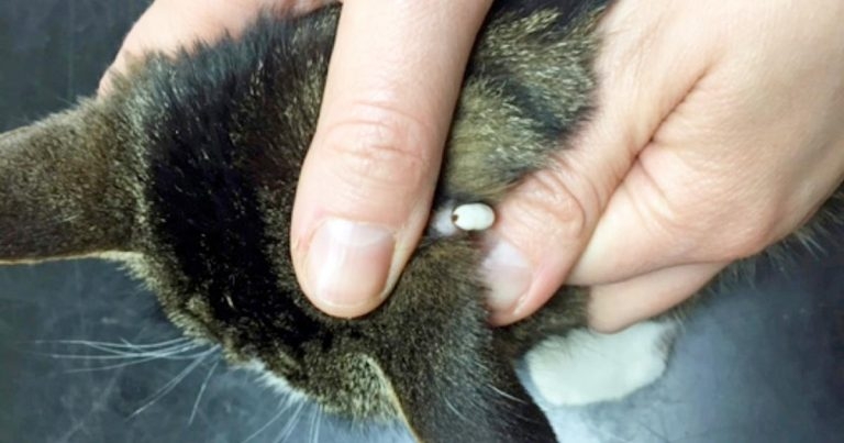 Tick-borne diseases in cats