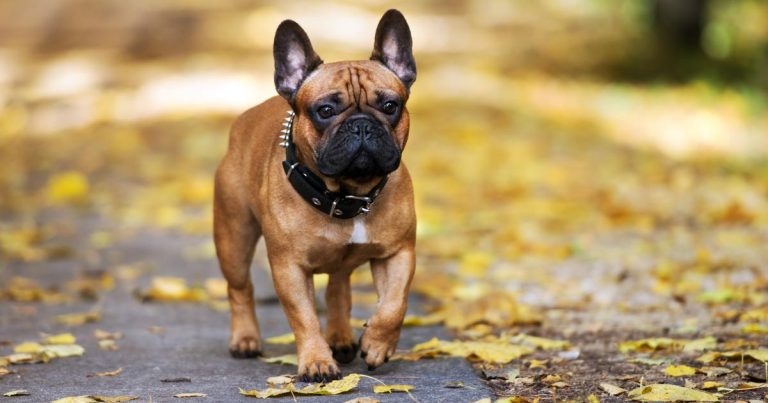 Investigations for illegal pet imports soar in three years
