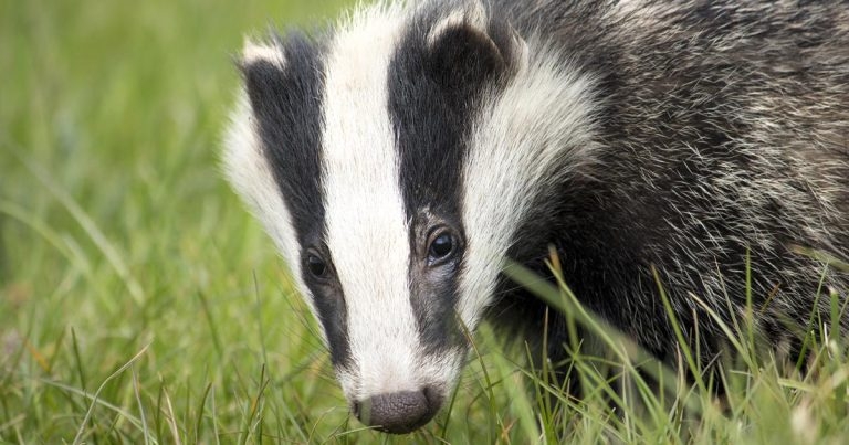 Immediate rethink sought as report condemns badger cull