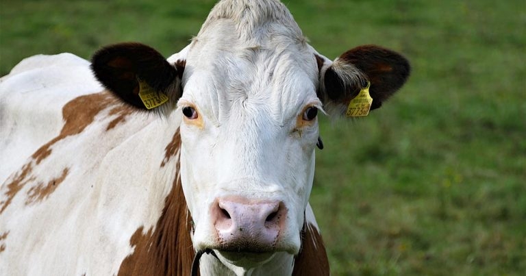 Vets call for retailer food standards action
