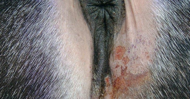 Equine parasite control – management and treatment