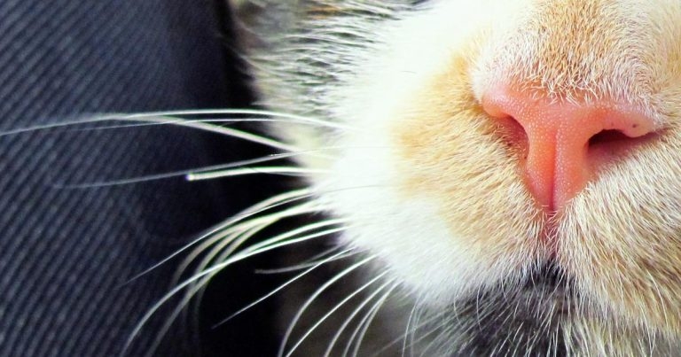 Anaesthesia in asthmatic feline patients