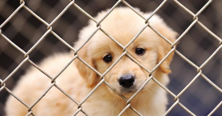 Influential committee criticises Government stalling on puppy smuggling
