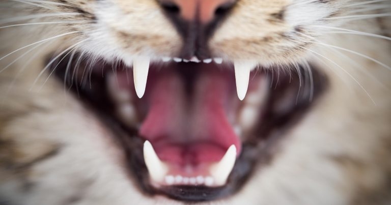 Gene discovery may help prevent tooth loss in cats