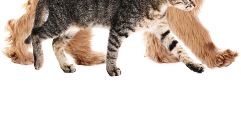 Multimodal approach to chronic pain in companion animals