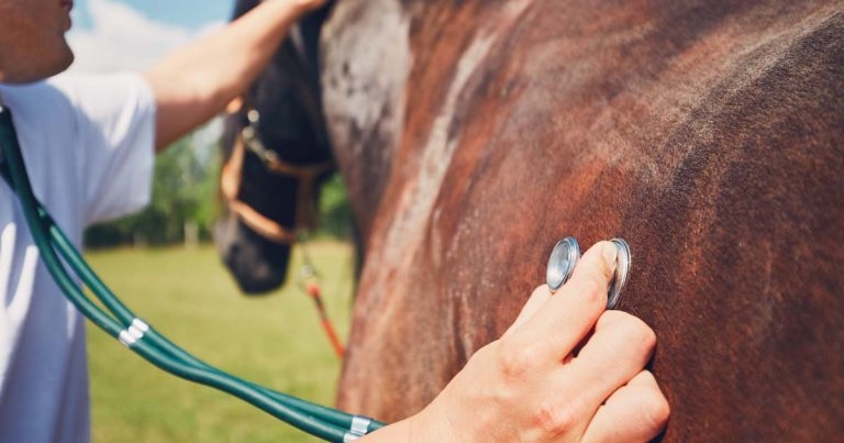 Company’s thank you to equine vets