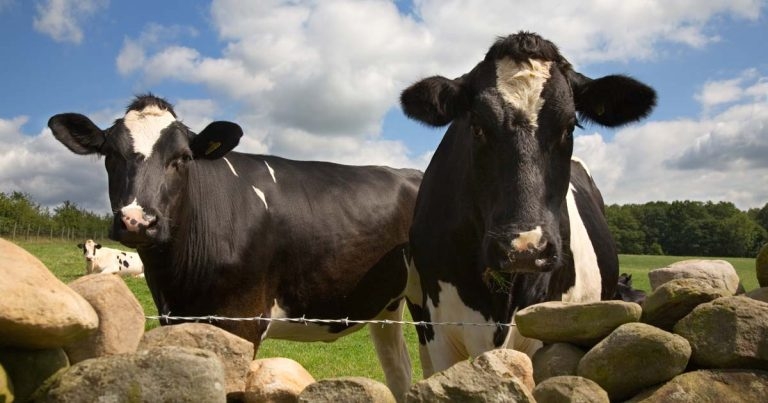 Researchers make bTB genetic contact tracing breakthrough