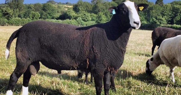 Preparing rams for mating season
