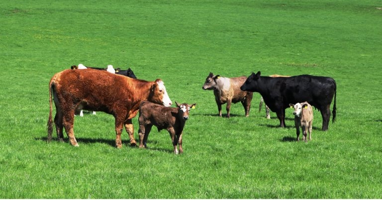 First bovine respiratory disease vaccine licensed for newborn calves