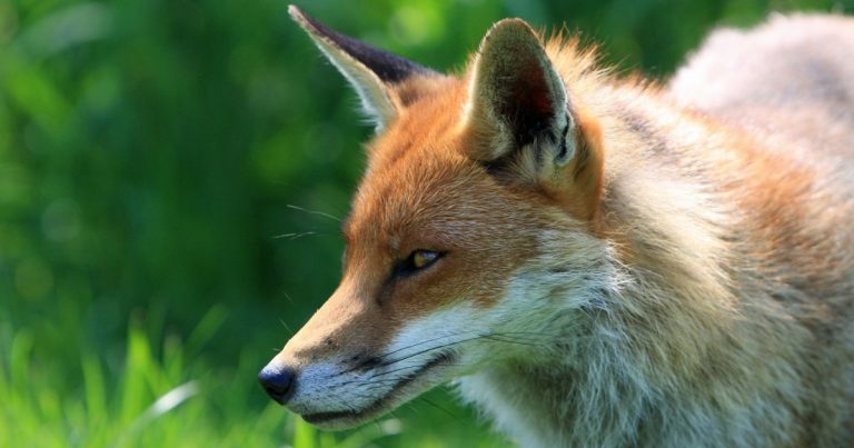 Vets shed new light on ‘Croydon cat killer’