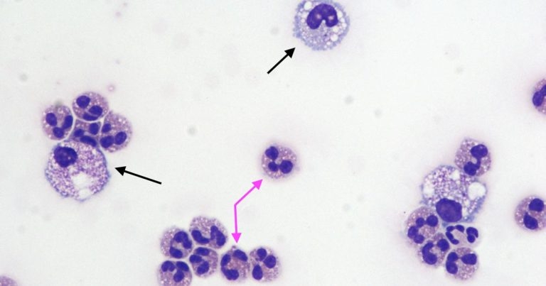 Interpreting CSF findings in a dog