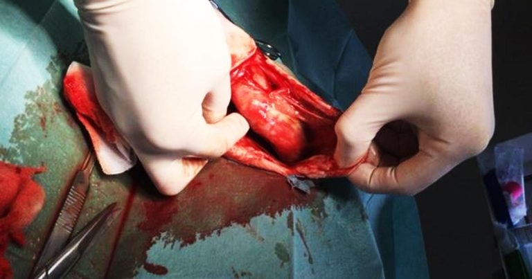 Indolent pocket wound in a cat