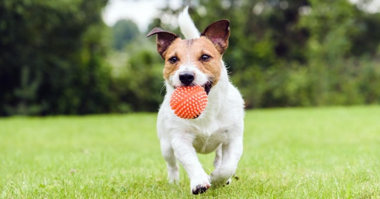 Holistic OA management: the importance of home adaptations