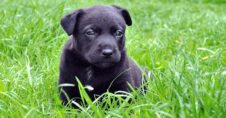 Vets: use tools to help stop puppy smuggling