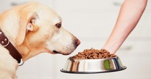 Plant-based canine diet has much less environmental impact – study