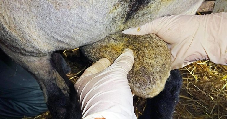 Preparing rams for mating part 2 – pre-breeding soundness exams