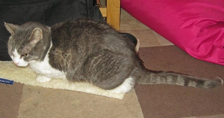 Managing long-term pain in geriatric cats with chronic kidney disease