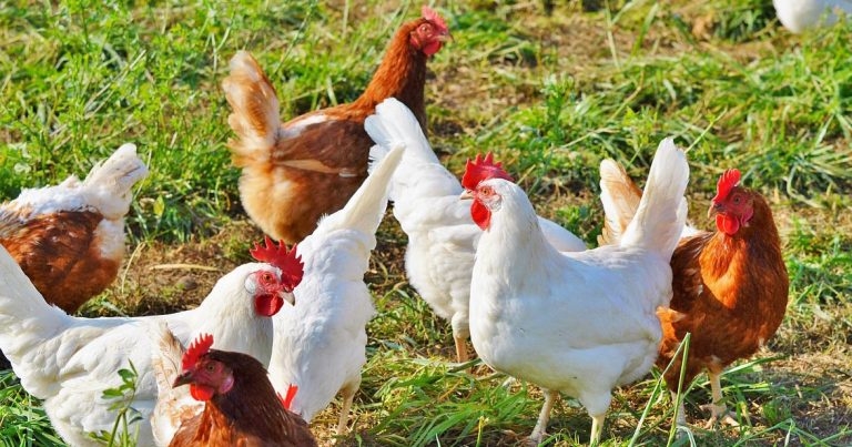 Study of poultry red mites awarded key funding