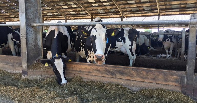 Minimising ketosis in the calved cow