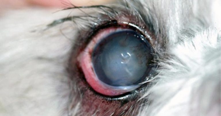 Corneal ulcer cytology approach