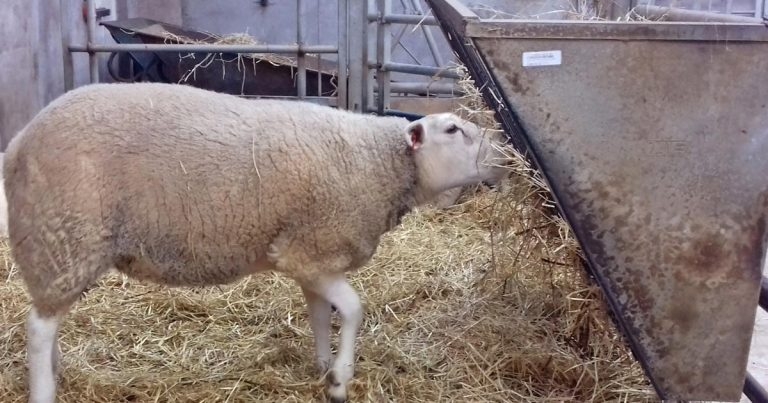 Pre-lambing – neonatal survival