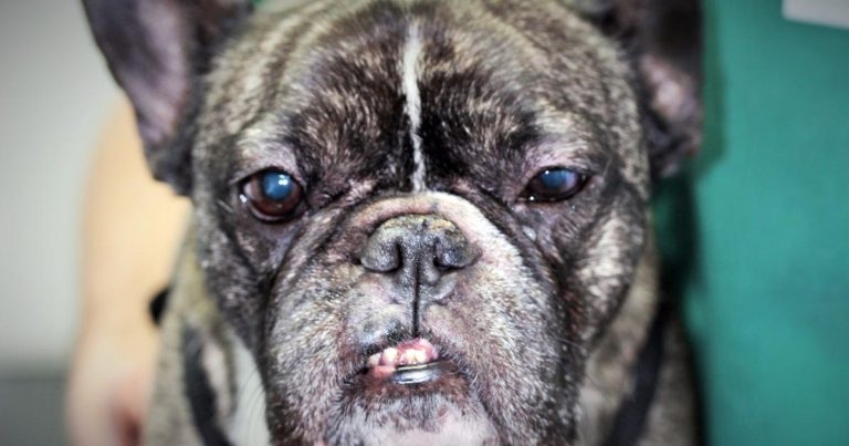 Case of canine spontaneous chronic corneal epithelial defect
