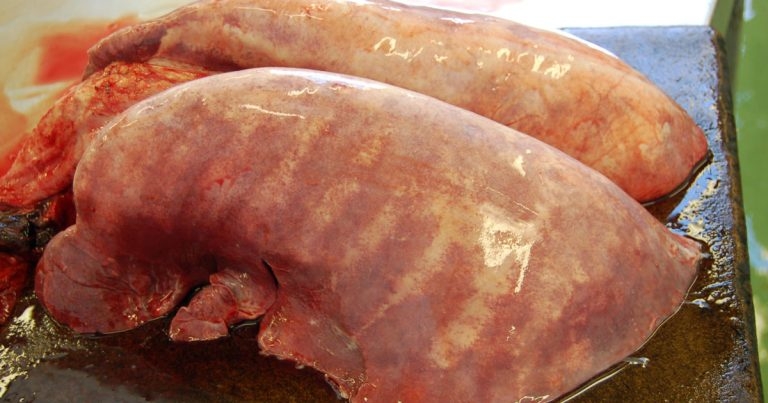 Interesting farm animal cases from the laboratory