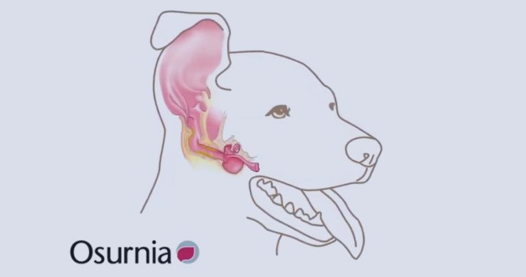 Osurnia: the story behind the gel