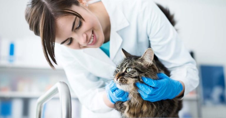 Overseas vets to be introduced to UK profession online