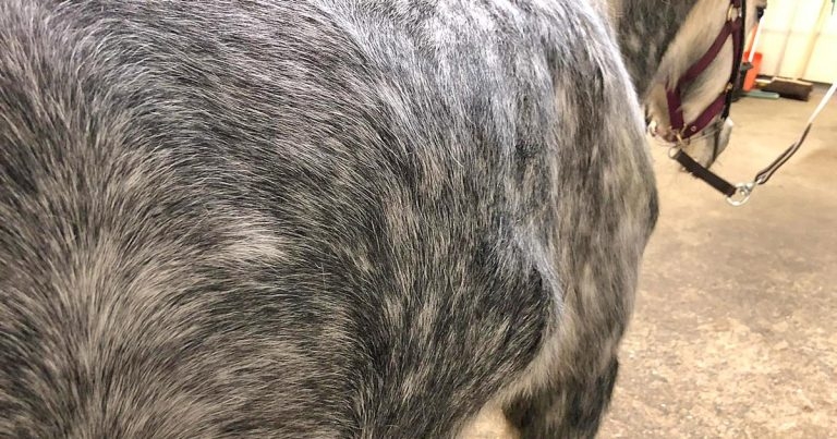 Positive prognosis for panicked pony impaled by post