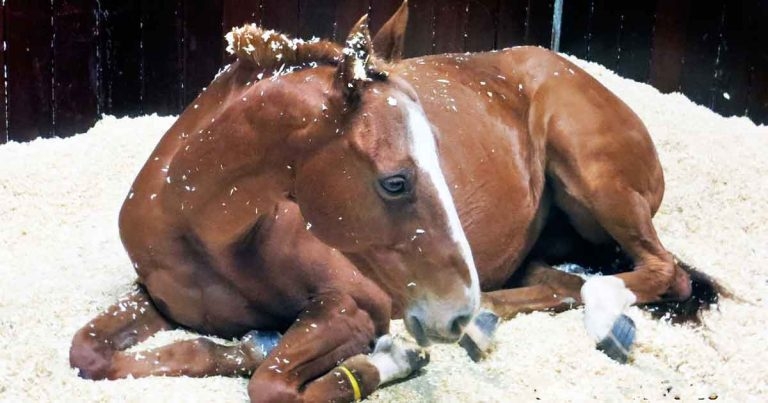 Assessment of colic in the field and surgery referral indications
