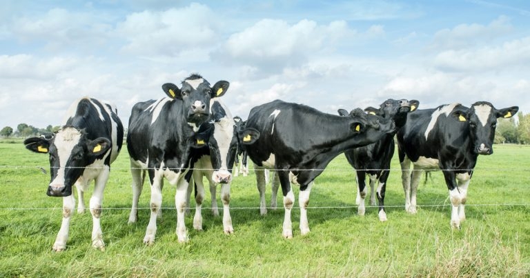 Interesting farm animal cases from the laboratory: January 2019