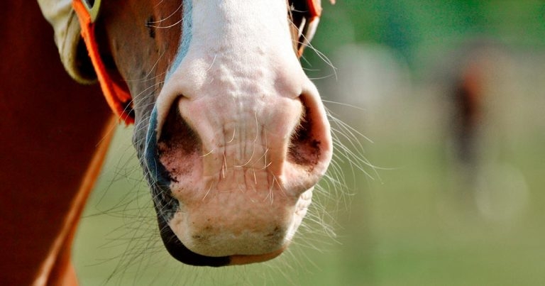 Langford equine hospital to close for good