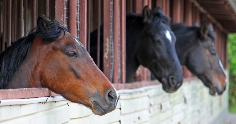 Equine small redworm blood test research published
