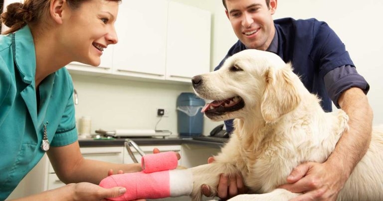 RCVS calls on profession to take part new VN requirements consultation