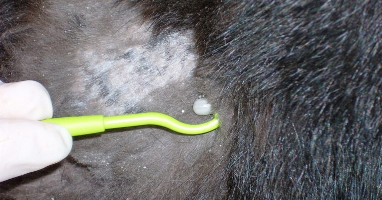 Tackling fleas and ticks: tailored treatment and owner advice