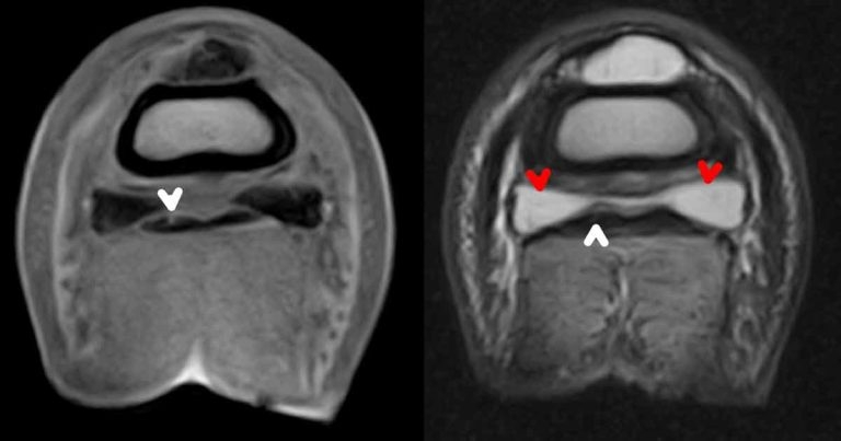 Distal limb lameness in equines