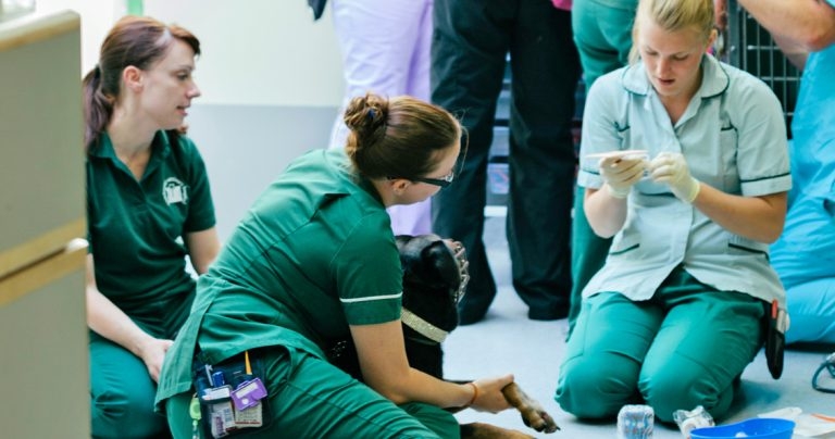 New RVN post-qualification progression route