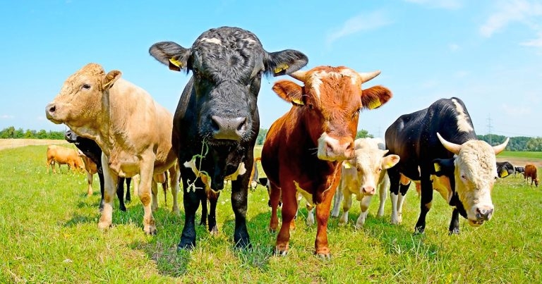 Boost for vets as Welsh Government approves ATTs for bTB