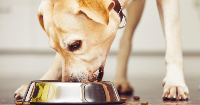 Warning less dog faeces ‘might not be positive’ after food study